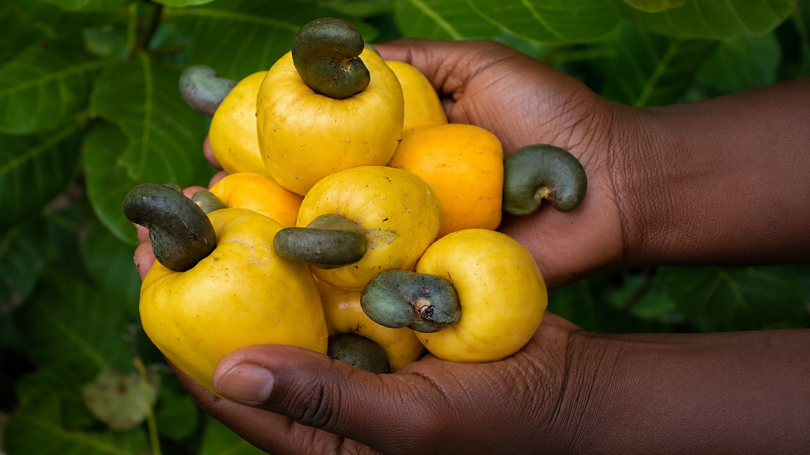 Frisch geerntete Cashewäpfel mit Kernen in den Händen