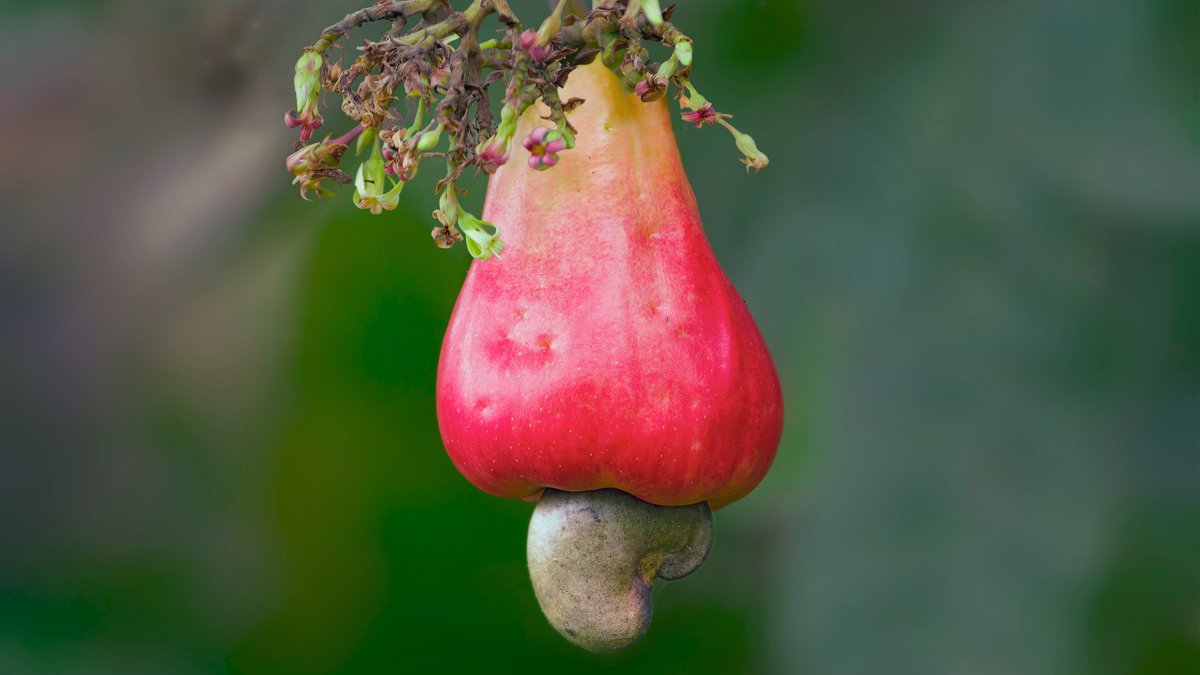 Reifer Cashewapfel mit Cashewnuss am Baum