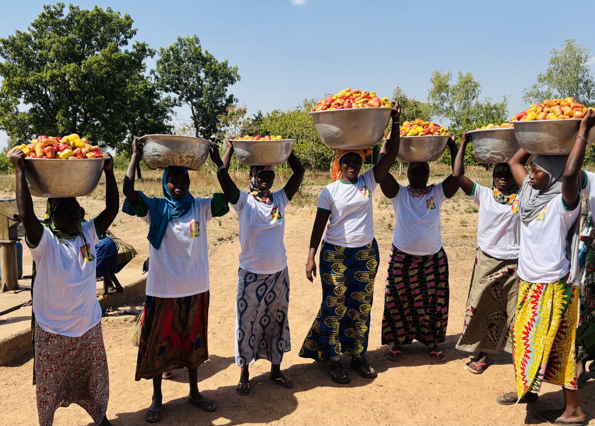 Frauenkooperative mit geernteten Cashewäpfeln in Benin